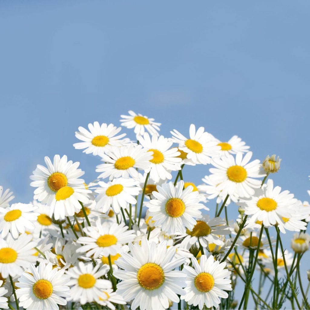 DAISY