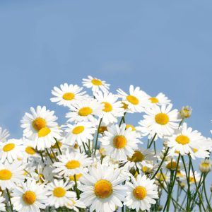 DAISY